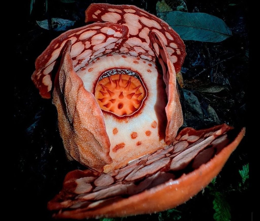 Rare rafflesia rediscovery in West Sumatra boosts hope for more research