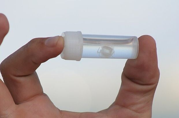 Box jellyfixh are small by jellyfish standards, but some of them are particularly tiny like the Irukandji jellyfish which has also been sighted in our waters. - Pix by GondwanaGirl (CC BY-SA 3.0)