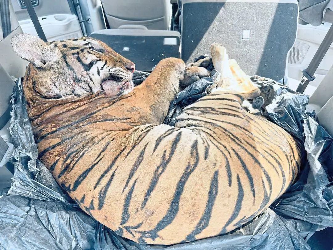 Top wildlife NGO Traffic warns of dangerous shift toward whole tiger-trafficking in South-East Asia