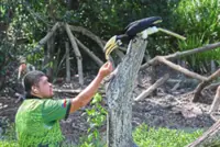 Sabah’s proboscis monkeys and the call of the wild