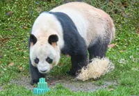 France bids farewell to beloved panda pair