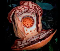 Rare rafflesia rediscovery in West Sumatra boosts hope for more research