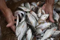 Monsoon floods bring Fish bonanza to Kg Banggol Kapas