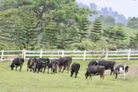 Farm Fresh posts 40% jump in 2Q profit