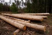 European Parliament supports year-long deforestation law delay