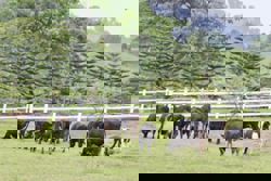 Farm Fresh posts 40% jump in 2Q profit