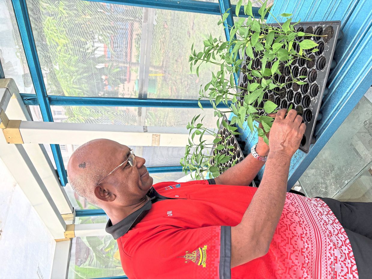 Muhammad Adam checking on seedlings in the greenhouse.