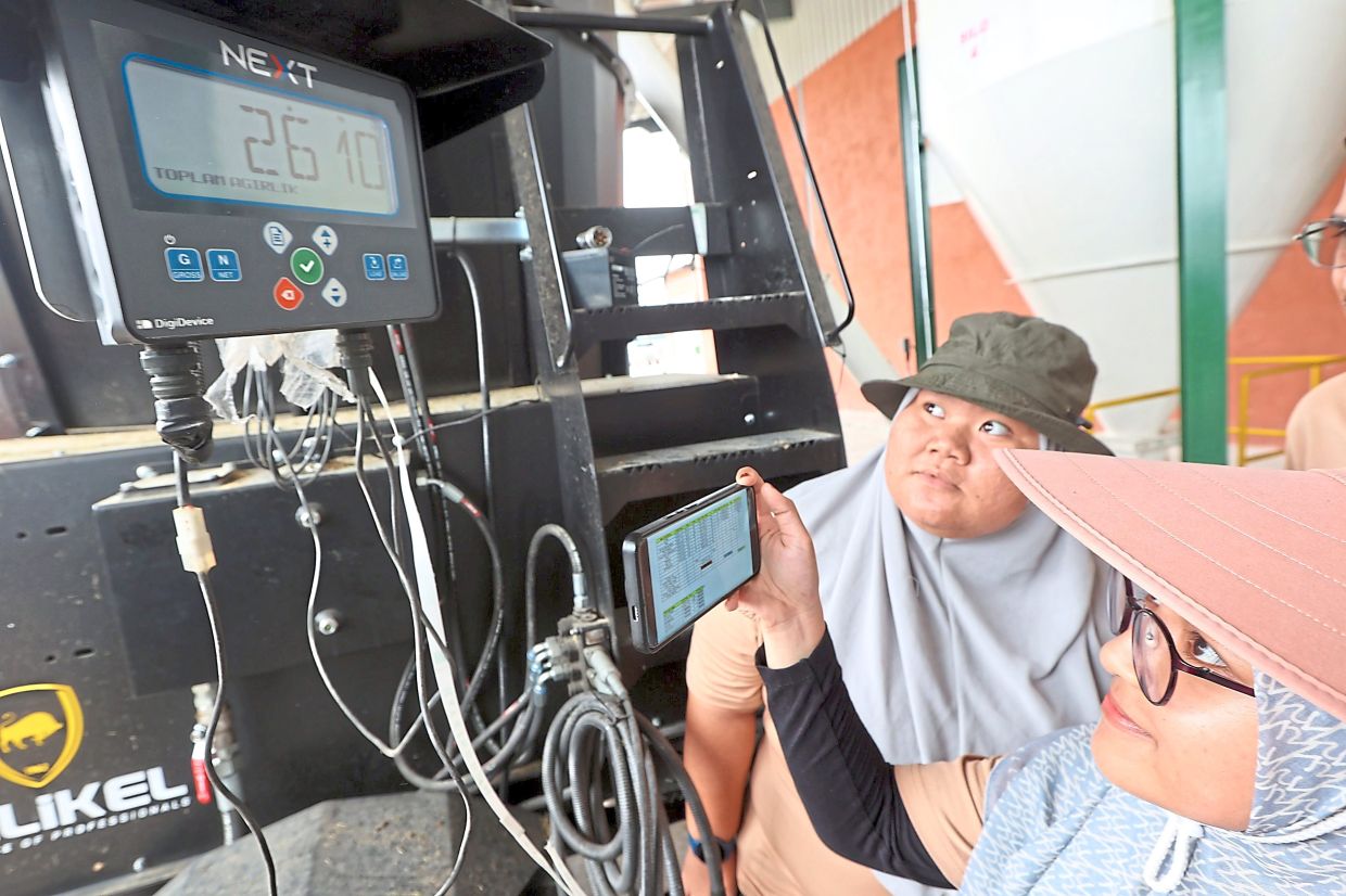 Jemaluang Dairy Valley staff weighing the feed to ensure the imported cows are given adequate nutrients in their diet.