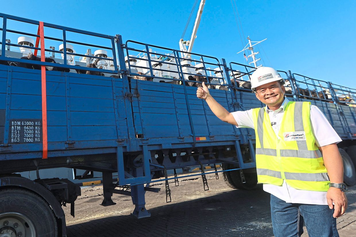 Zahari giving the thumbs up when some cows arrived from Australia.