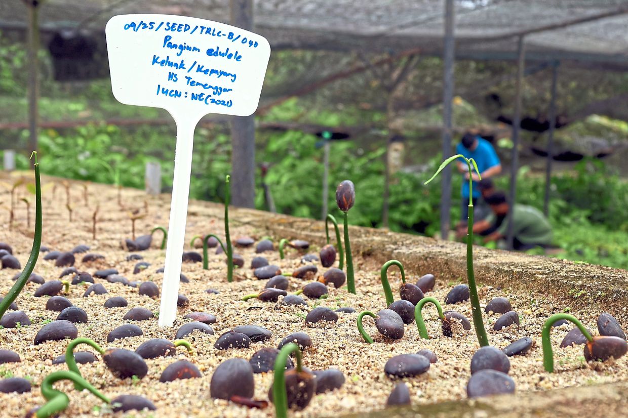 In safe hands: Some 319 tree species have been rescued by the TRCRC. Of the number, 17 are critically endangered, 21 endangered, 39 vulnerable and 21 near threatened under the IUCN Red List.