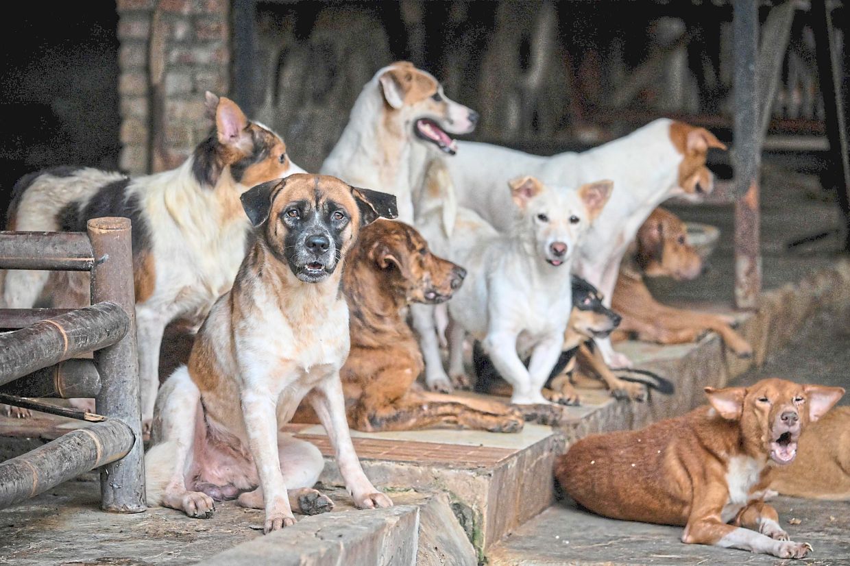 Cat and dog meat banned