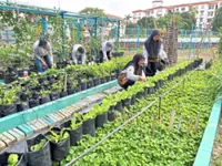 Tiny garden to community hub
