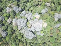 Initiative to end deforestation riddled with challenges