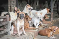 Cat and dog meat banned