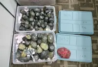 QuickCheck: Did criminals attempt to smuggle turtles disguised as socks?