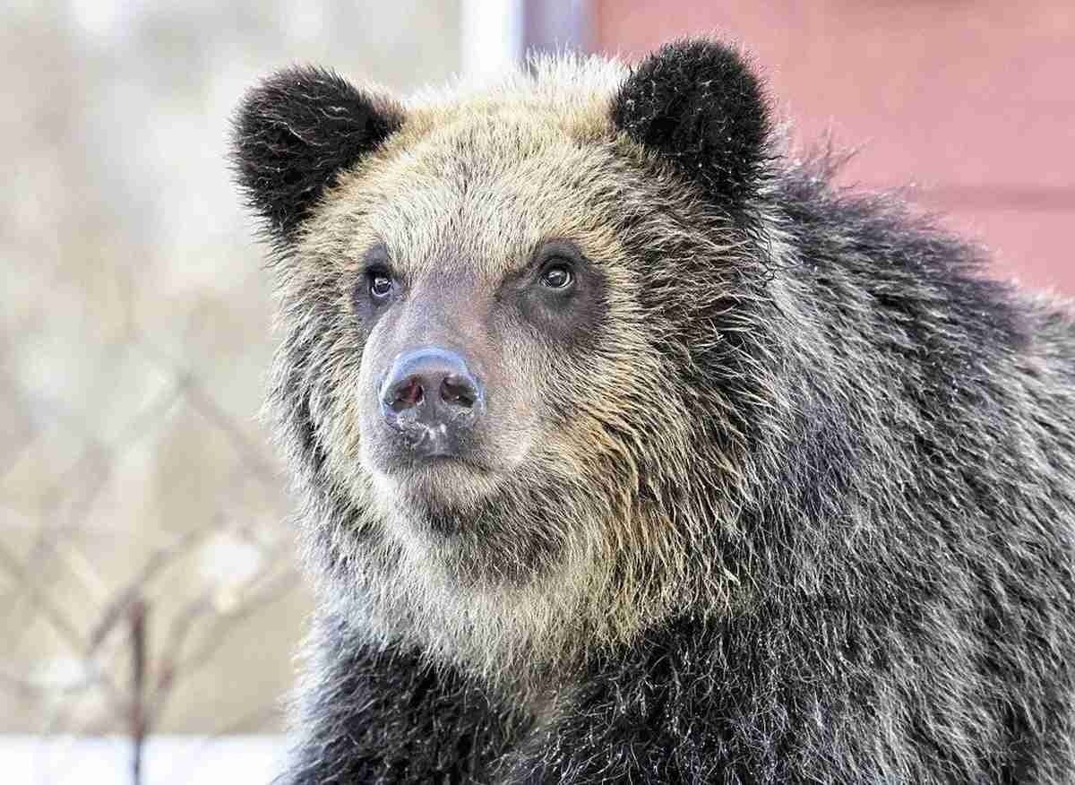Man in his 80s injured by bear attack in Japan's Fukui Prefecture