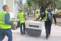 Volunteers seek lost pets amid deadly inferno wreckage