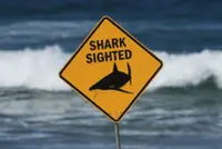 Australian police review shark attack victims' GoPro video footage