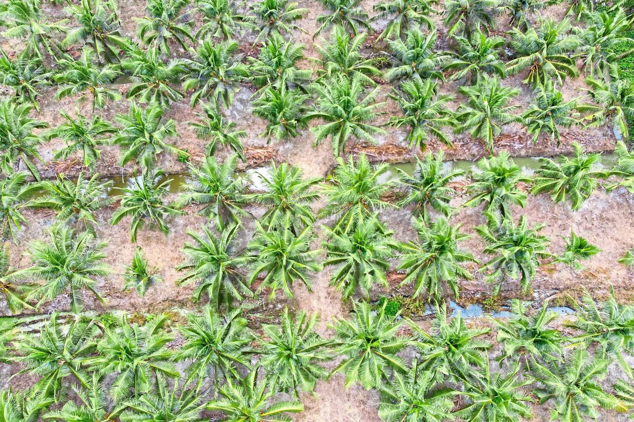 Coconut industry rebounds strongly