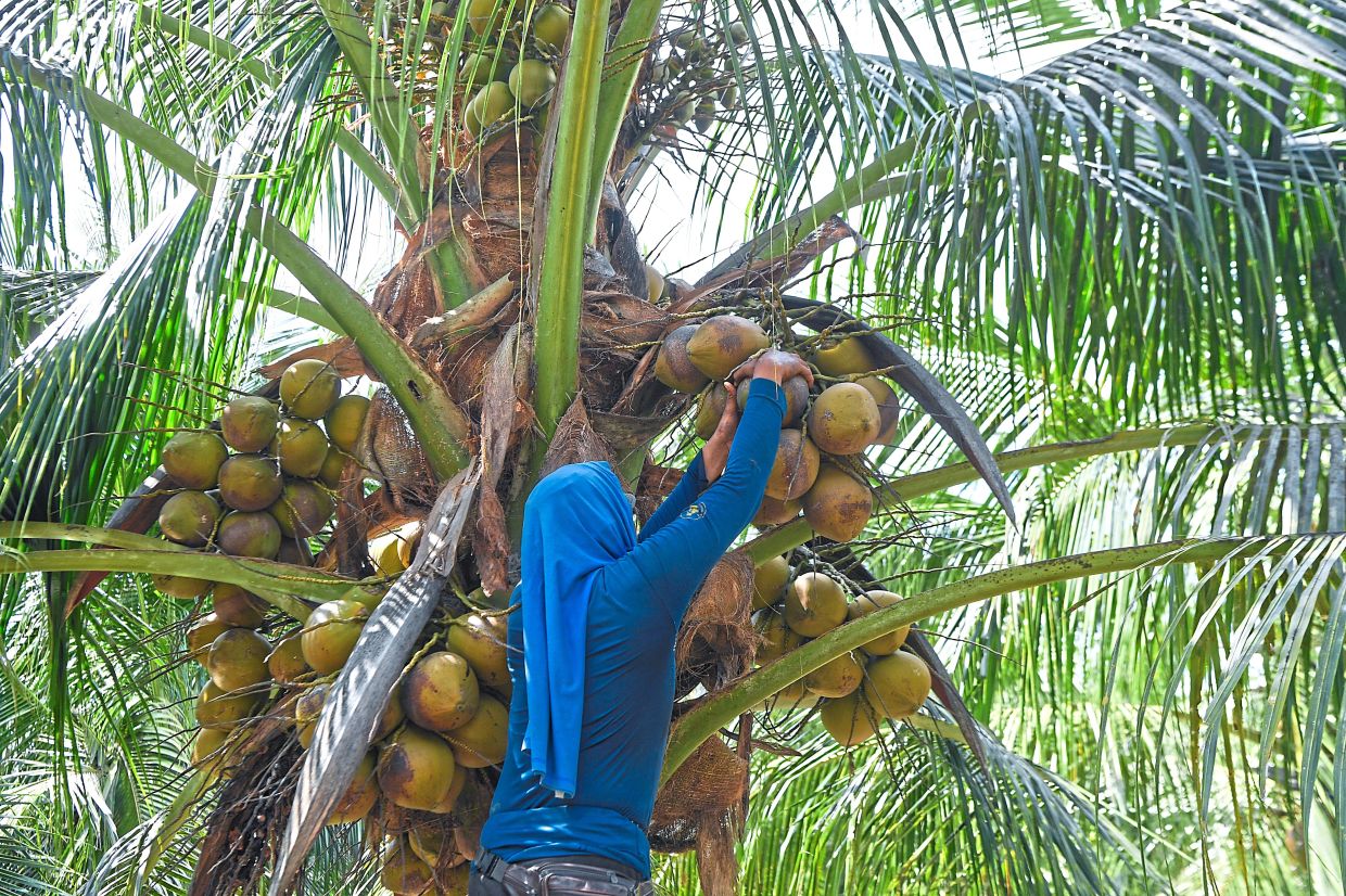 A worker plucking coconuts from a tree at the plantation in Bagan Datuk.