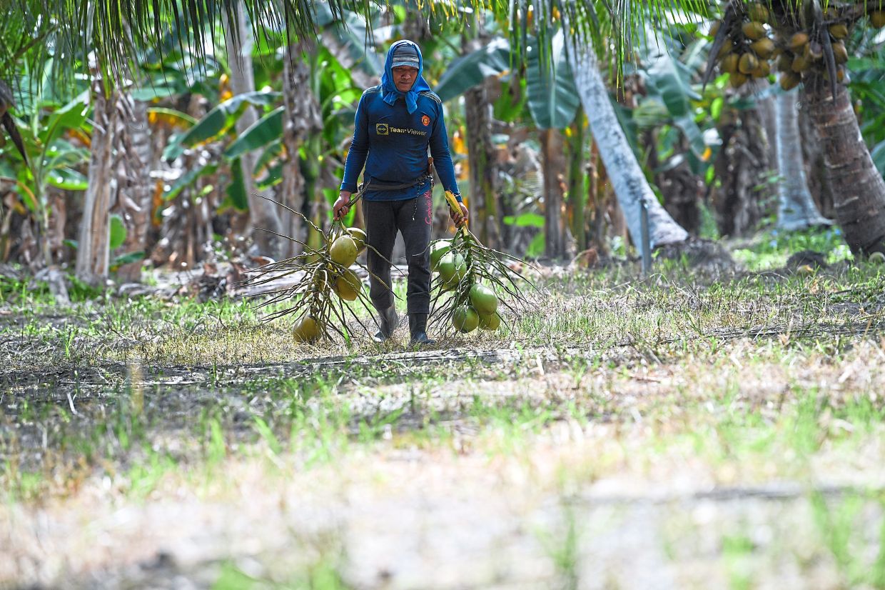 A coconut plantation worker in Bagan Datuk collected a bunch of Matag coconuts. - Bernama