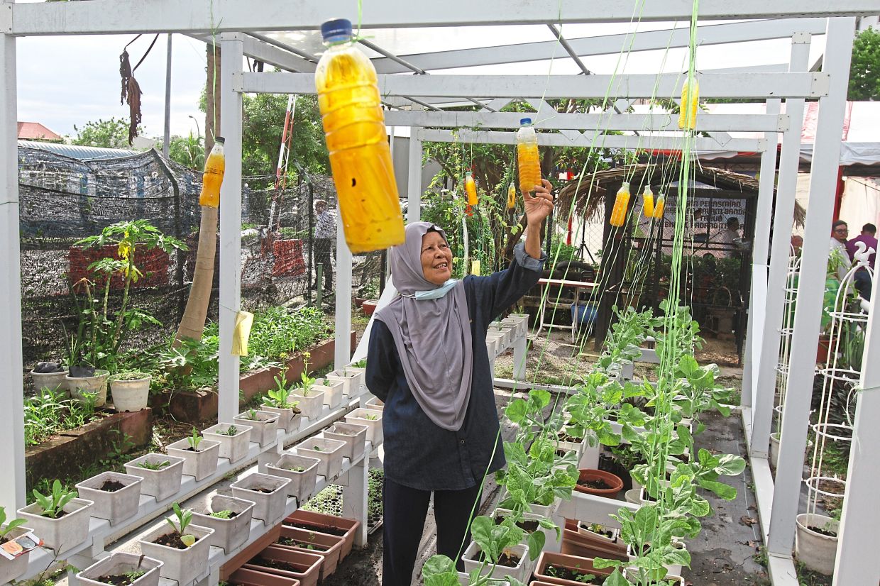Sticky bottles solve pest problem at urban farm in heart of Penang Island
