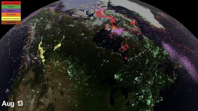 Wildlife monitoring to resume from space after three-year hiatus