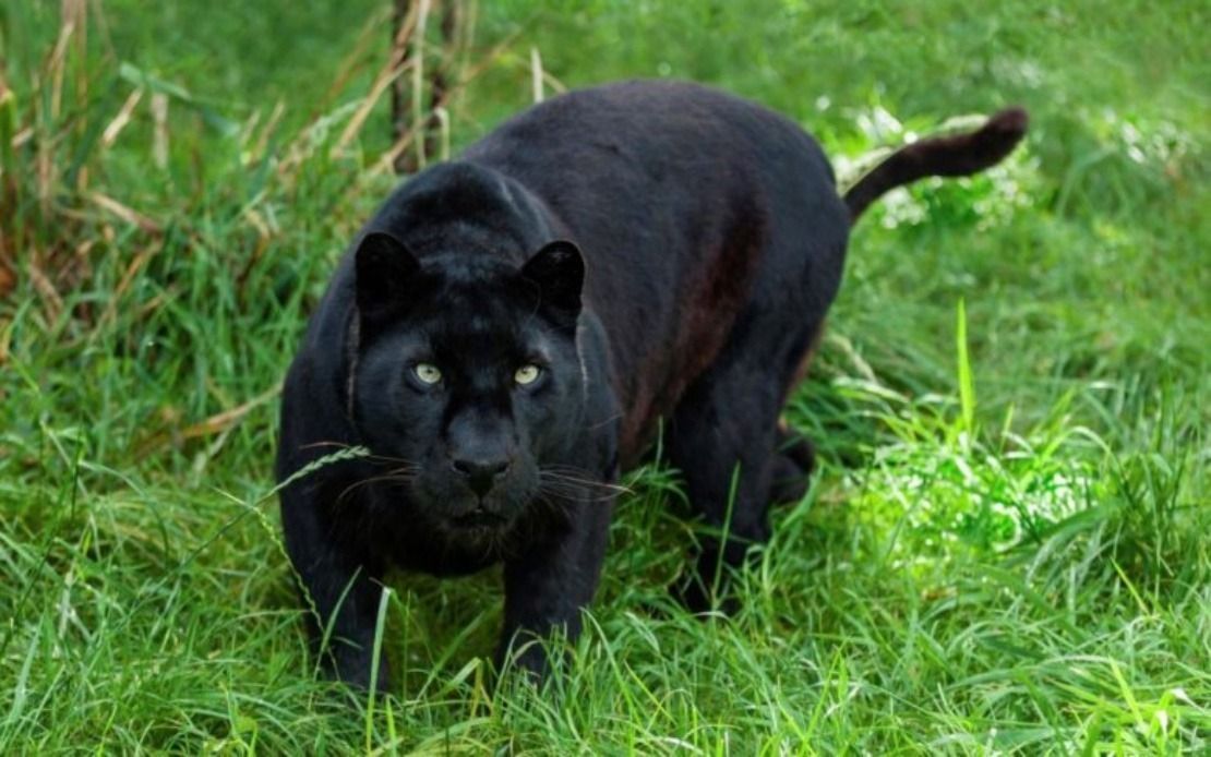 Panther trapped in Kuala Pilah set free by Perhilitan