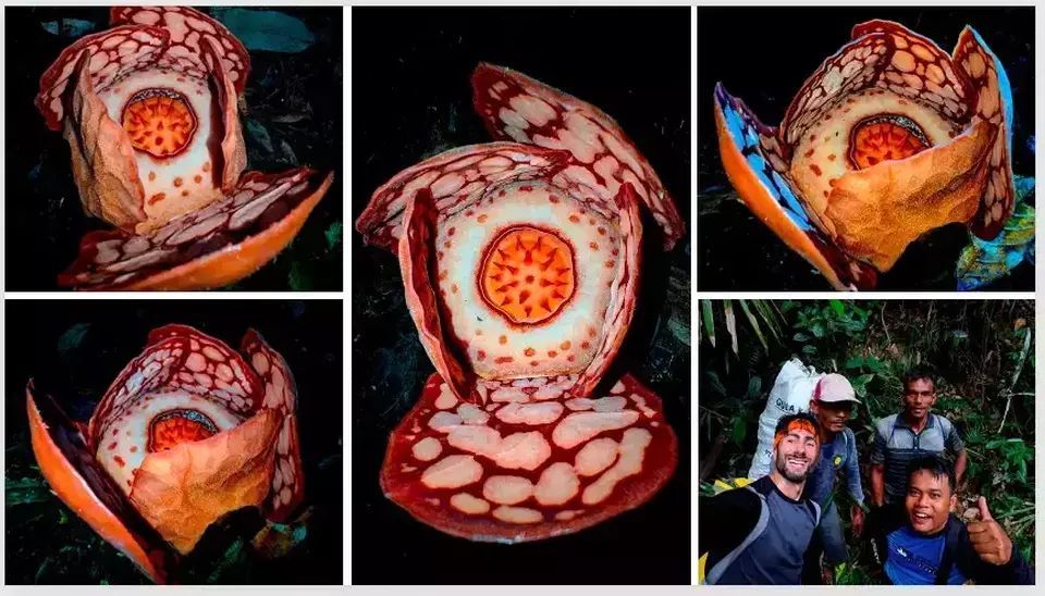 What the Rafflesia research controversy reveals about Western bias