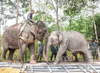 Module to tackle conflict with wildlife