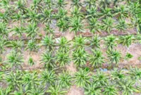 Coconut industry rebounds strongly