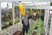 Sticky bottles solve pest problem at urban farm in heart of Penang Island