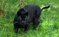 Panther trapped in Kuala Pilah set free by Perhilitan