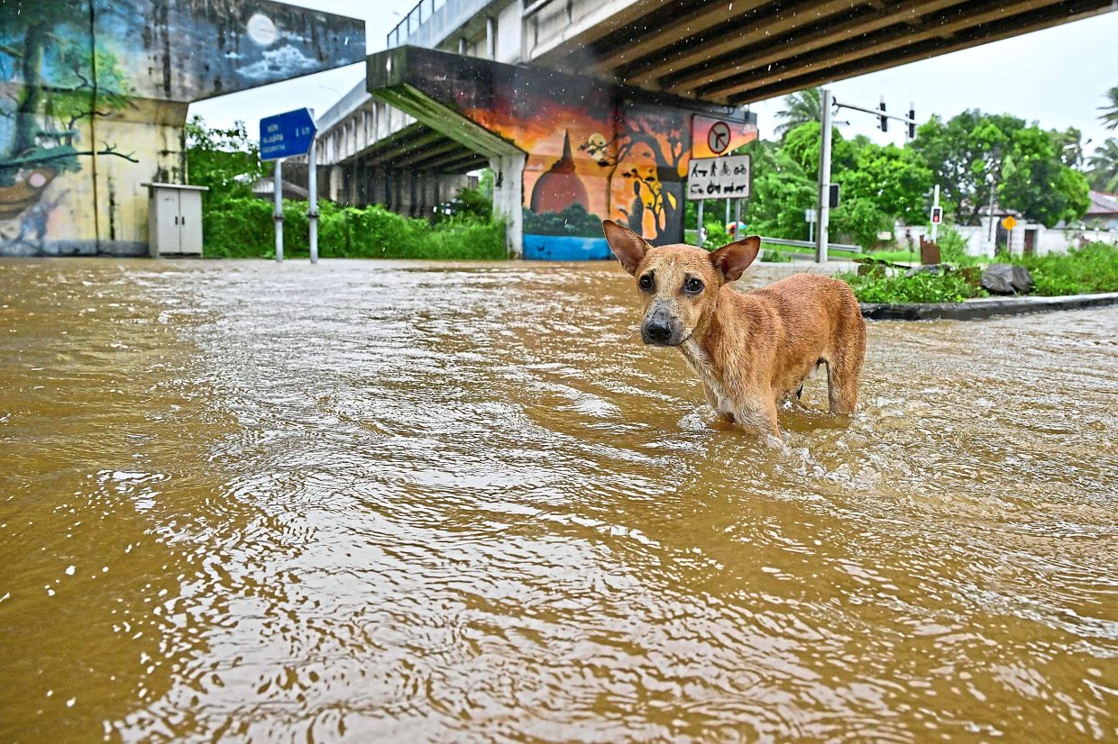 Govt seeks foreign help as cyclone toll rises
