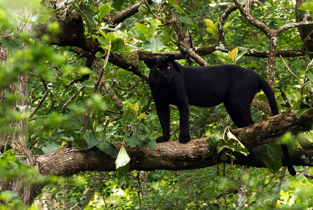 Perhilitan captures panther