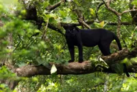 Perhilitan captures  panther