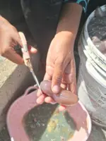 Uncovering beronok, Langkawi's unique edible sea slug