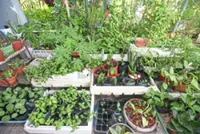 Four decades of green influence