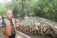 Bamboo fuels future for Temiar villagers in Perak