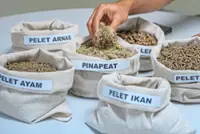 Turning pineapple waste into livestock feed