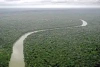 How a seed mix can help save native forests