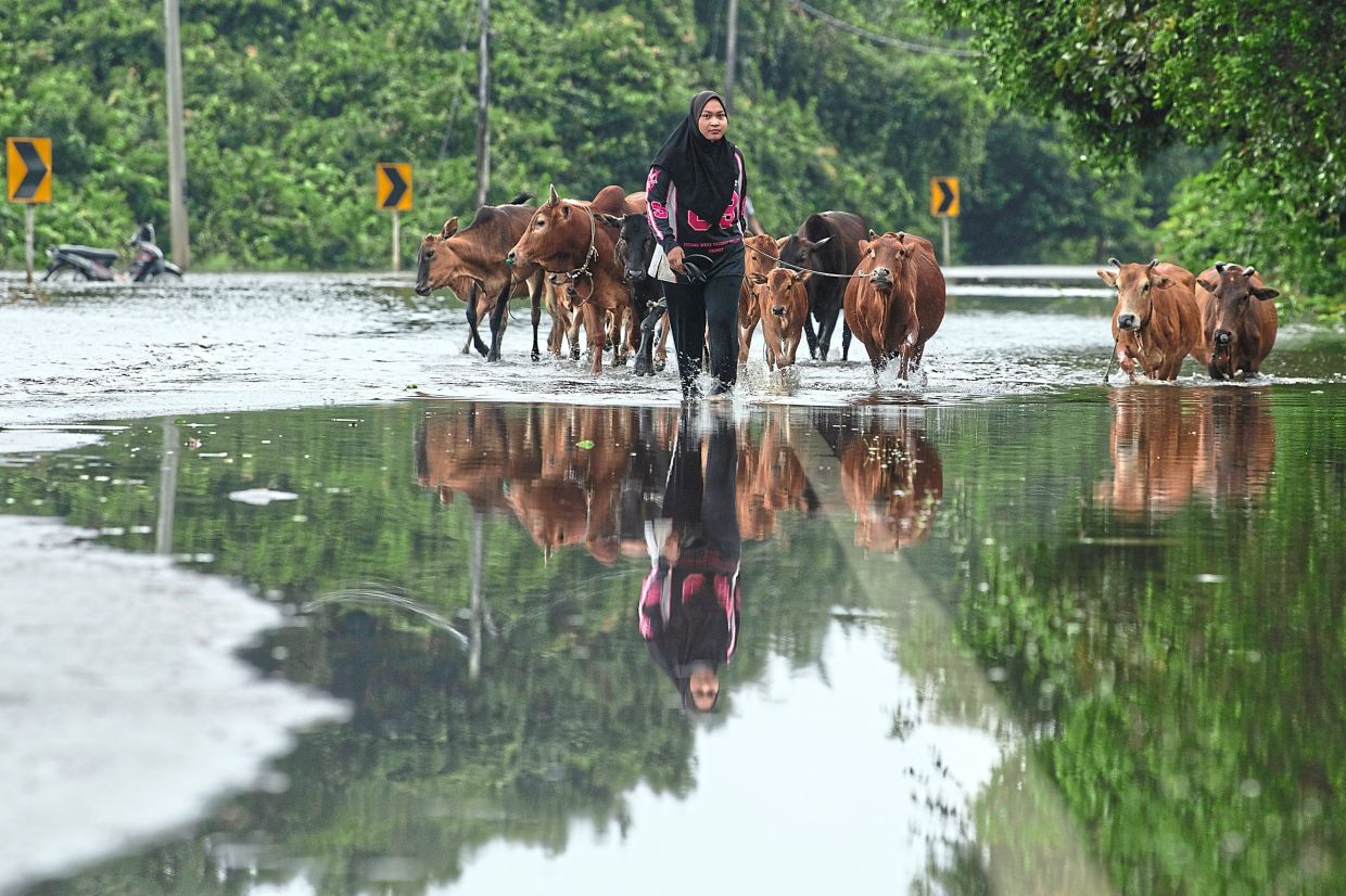 4. Flood victim Anisha Din moving her cattle to higher ground as rising waters submerge parts of rantau Panjang, Kelantan. — Bernama