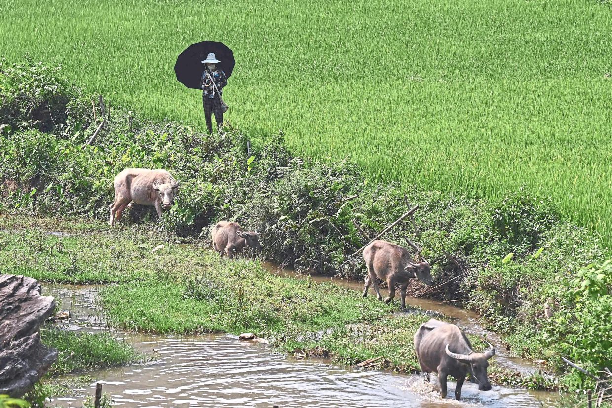 Vietnam 2025 rice exports seen falling 11.5% on Philippines import ban