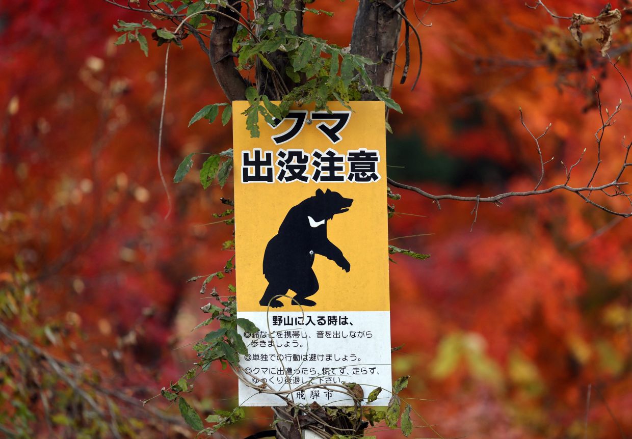 Bear activity in Japan up despite hibernation season; outdoor events called off as precaution