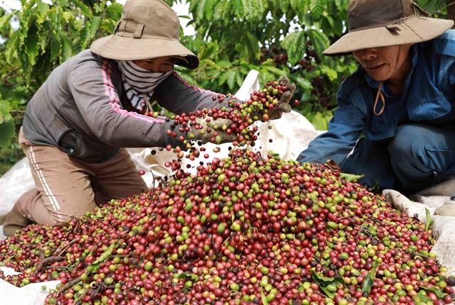 Vietnam coffee crop, exports on track to rise despite storms