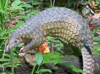 Pangolins to get upgraded status