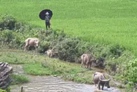 Vietnam 2025 rice exports seen falling 11.5% on Philippines import ban