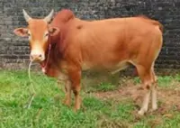 QuickCheck: Was a cow pushed out of a moving car in Pahang?