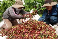 Vietnam coffee crop, exports on track to rise despite storms