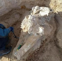 Paleontologists uncover ancient elephant relative in China's Ningxia region